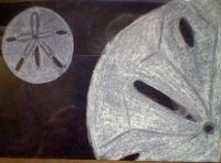 sand dollars